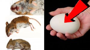 Как избавиться от мышей и крыс навсегда За 1 минуту!