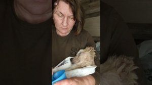 Ухаживаю за Снежком, он лежачебольной