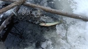 Рыбалка на хапугу зимой, замор рыбы