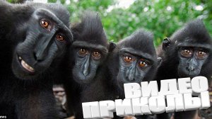 ПРИКОЛ \ ПОДБОРКА ПРИКОЛОВ Я РЖАЛ ДО СЛЕЗ, ЛУЧШИЕ ПРИКОЛЫ 2025 СМЕШНЫЕ ВИДЕО, ДЕВУШКИ , ПОДБОРКА