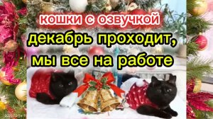 Кошки с озвучкой. Новогоднее настроение.