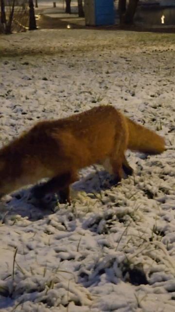 Лиса и город. смотреть онлайн