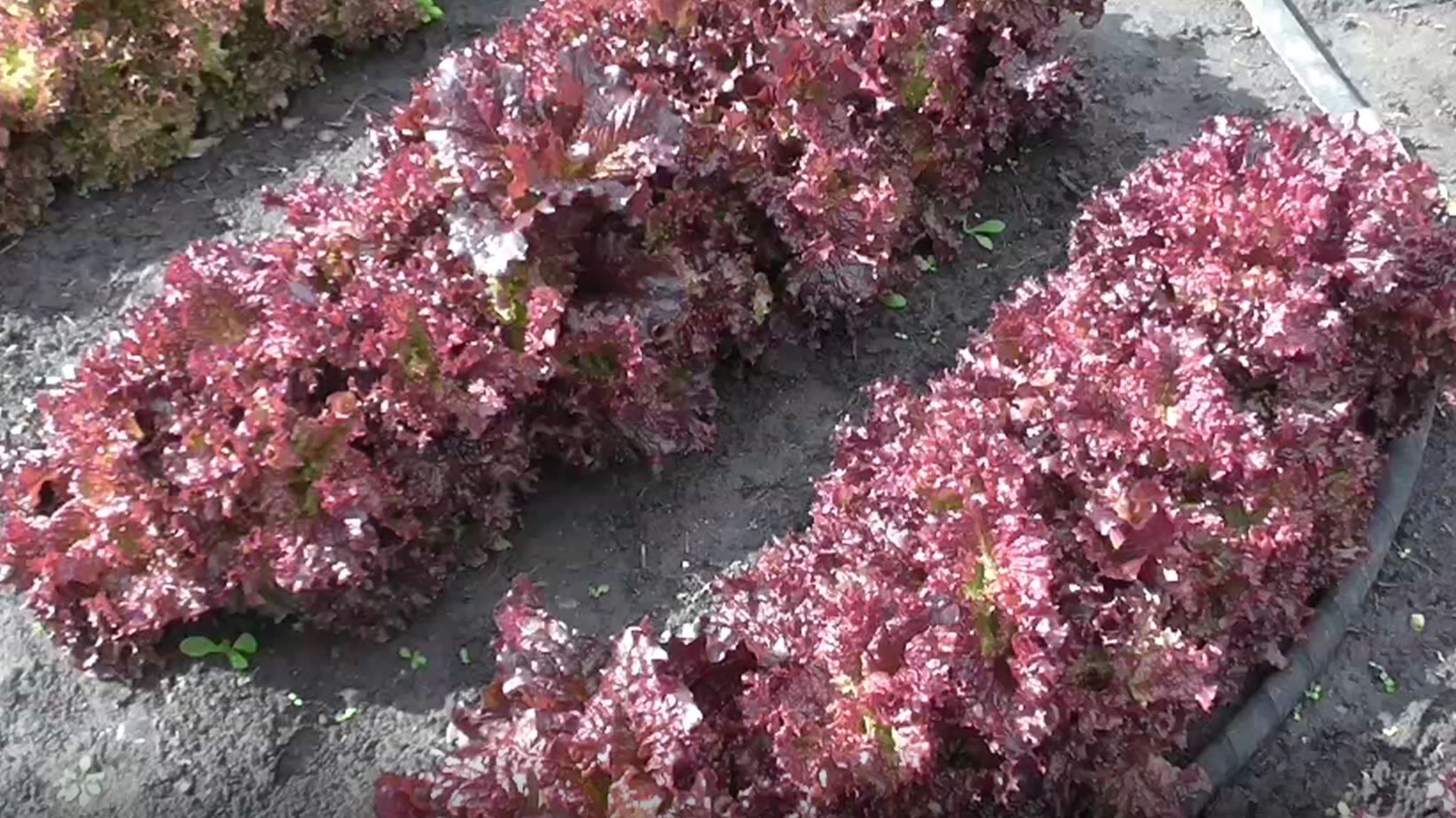 Салат ЛОЛЛО РОССА