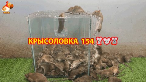 Крысоловка вариант (154) 🐀 Как сделать крысоловку своими руками и поймать кучу крыс 🐀🐁🐀