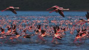 УСПОКАИВАЮЩАЯ И РАСЛАБЛЯЮШАЯ МУЗЫКА ДЛЯ ДУШИ