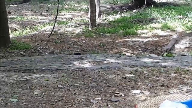 ПТИЧКА. (дятел).