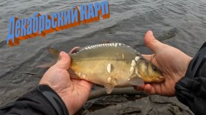 Декабрьский КАРП. Поймать карпа в декабре легко