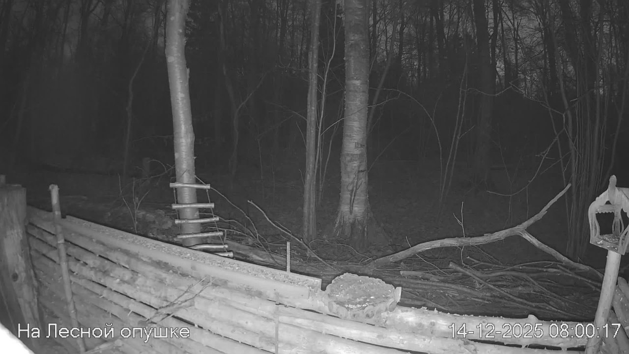LIVE: На лесной опушке. Природа онлайн
