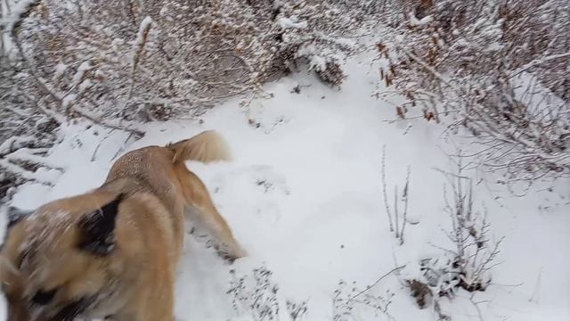 Утренние 3000 шагов смотреть онлайн
