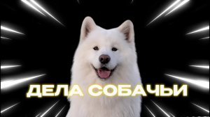 SUPERСЕМЕЙКА - Дела собачьи