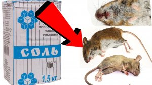 Как избавиться от мышей и крыс навсегда За 1 минуту!!.......
