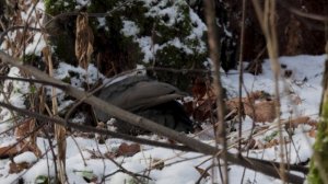 Желна(Черный дятел), Москва, Измайловский парк. 14.12.2025г