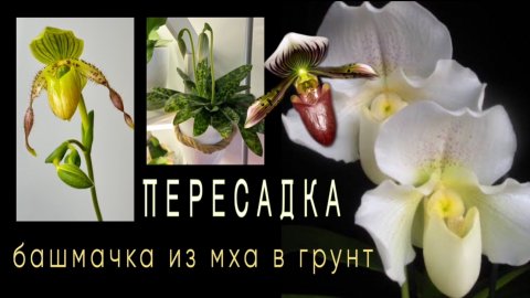 Пафиопедилум уценка за 500 р нарастил корни и готов к пересадке