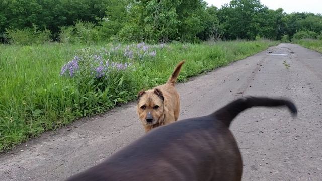 "питбарбос"