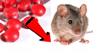 Как избавиться от мышей и крыс навсегда За 1 минуту...!!..