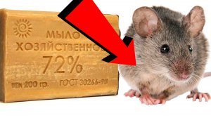 Как избавиться от мышей и крыс навсегда За 1 минуту
