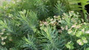 ОТДЫХ, НА ДАЧЕ... ПРОСТО👉 ОТЛИЧНО👍👏😆.