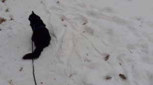 На обходе котик.