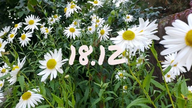 Лунный календарь для цветоводов с15-21.12.25г.