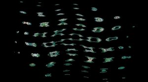 КАКТУС БИР IN SUPER DUPER HIGH PITCHED