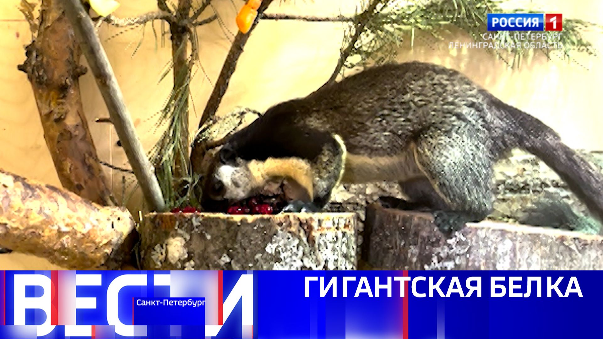 Вести Санкт-Петербург. Выпуск 08.00 от 14.12.2025