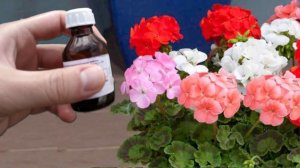 1 Капля под любой домашний цветок и он снова позеленеет и пышно будет цвести круглый год!