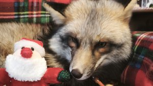 прогулка с лисой