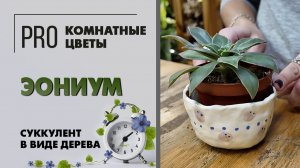 Эониум - суккулент в виде дерева. Про комнатное растение Уход, полив, пересадка, вредители.