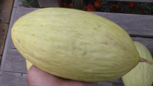 Выращивание дыни