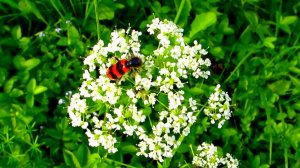 Насекомые на растениях