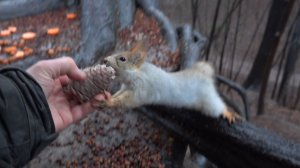 Немного о Белке с хвостиком