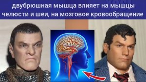 Двубрюшная мышца - мост между шеей и нижней челюстью. Упражнения для восстановления