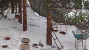 воскресный день в вольном диком зоопарке