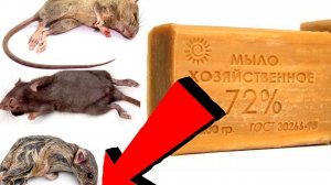 Как избавиться от мышей и крыс навсегда За 1 минуту..!!.