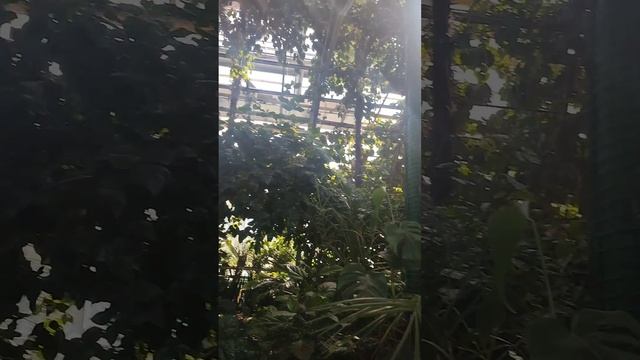 Воспоминания о лете. 
 Поездка в июле на родину. смотреть онлайн