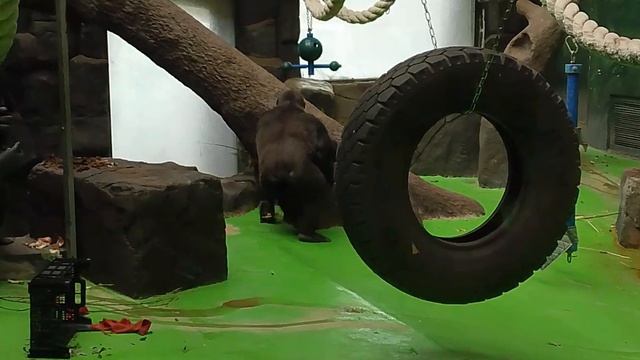 Шимпанзе в Московском зоопарке,умные приматы  ( лето 2025 год )