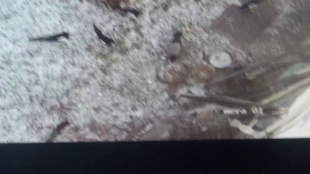 Самцы сорок наверное крупнее ПОДПИШИСЬ