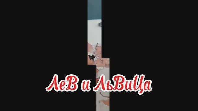 лев и львица