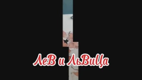 лев и львица