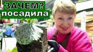 Такое чудо я еще не выращива зимой. Главное не загубить крупные растения зимой