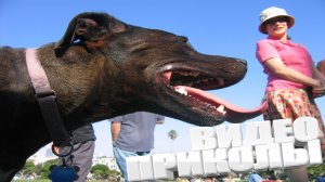 ПРИКОЛ \ ПОДБОРКА ПРИКОЛОВ Я РЖАЛ ДО СЛЕЗ, ЛУЧШИЕ ПРИКОЛЫ 2025 СМЕШНЫЕ ВИДЕО, ДЕВУШКИ , ПОДБОРКА