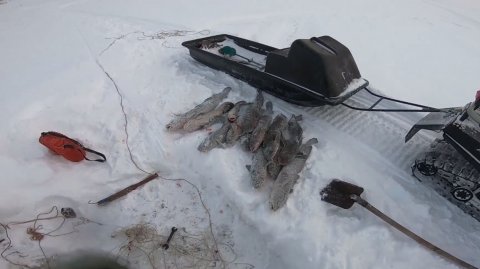 Шикарный улов налима! Замечательная рыбалка!