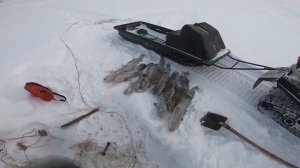 Шикарный улов налима! Замечательная рыбалка!