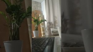 Фильм Проклятие плачущей