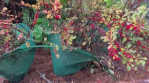 Сад 12 октября 2025 / можжевельник, туи, барбарис