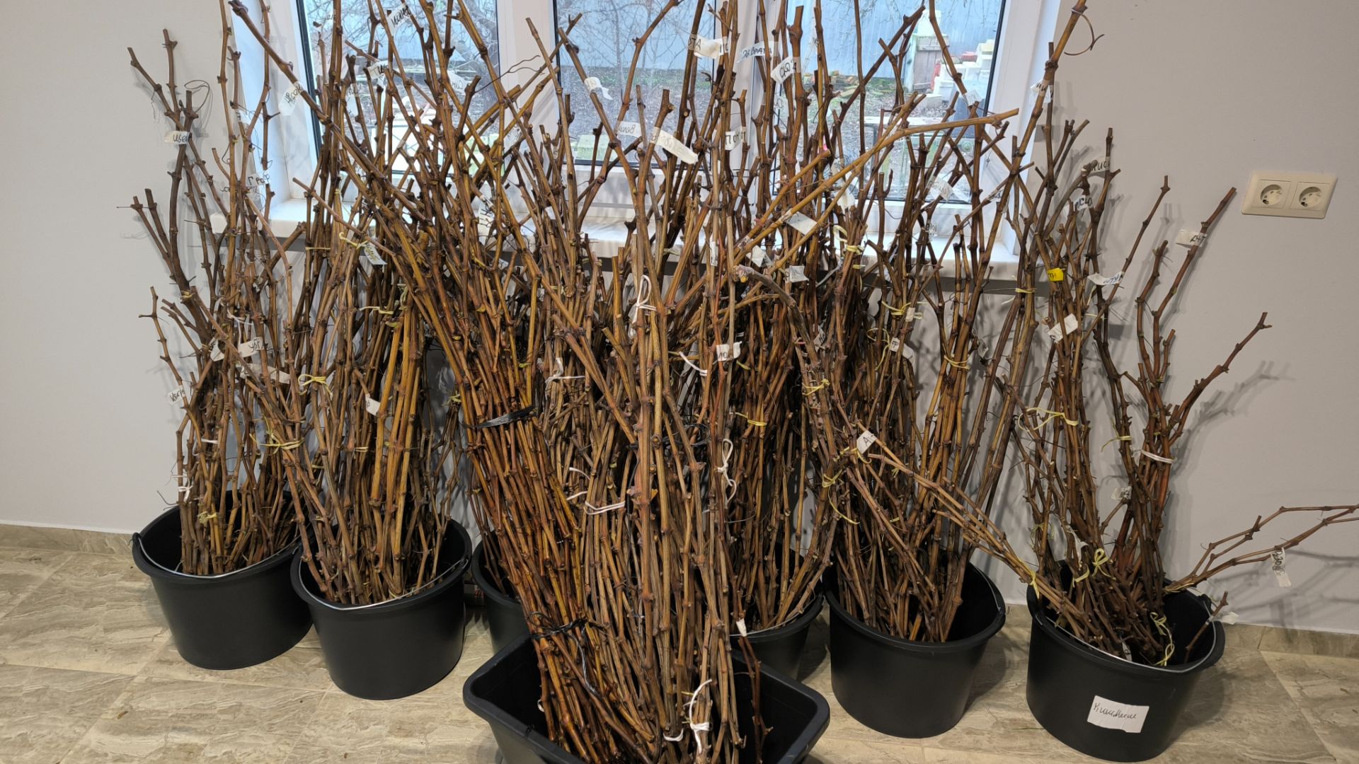 СКИДКА 25 ПРОЦЕНТОВ на всю лозу