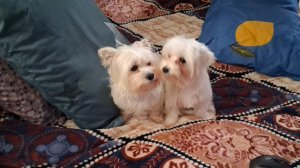 У девочек сегодня день красоты!!!Спасибо Анжелика за песню!!!