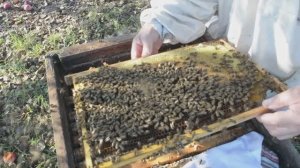 Трутни в ноябре это приговор для пчел?