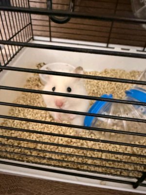 ХОМЯК ОСОРТИ