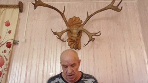 Домашние олени . Можно ли их запомнить в лицо